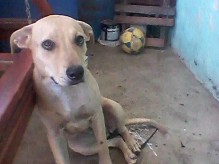 Cachorro ra a Pittbull com labrador  idade 2 a 6 meses nome Mel