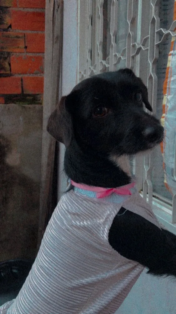 Cachorro ra a srd idade 7 a 11 meses nome Sofhia