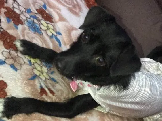 Cachorro ra a srd idade 7 a 11 meses nome Sofhia