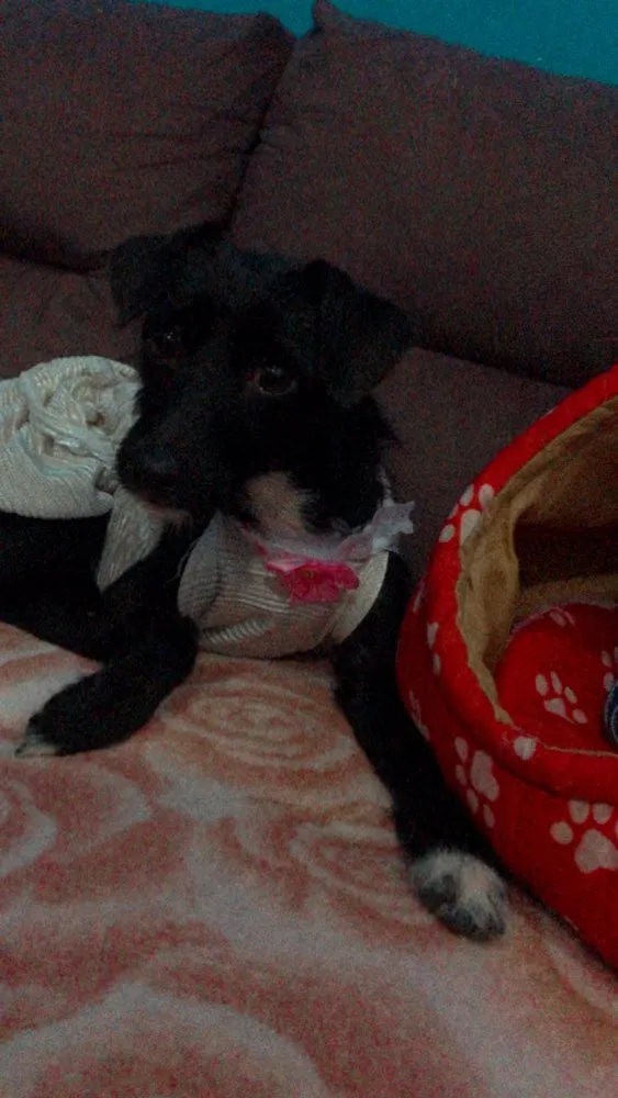 Cachorro ra a srd idade 7 a 11 meses nome Sofhia