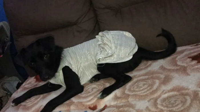 Cachorro ra a srd idade 7 a 11 meses nome Sofhia