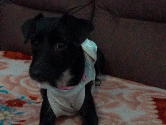 Cachorro ra a srd idade 7 a 11 meses nome Sofhia