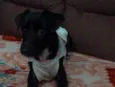 Sofhia