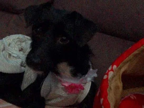 Cachorro ra a srd idade 7 a 11 meses nome Sofhia