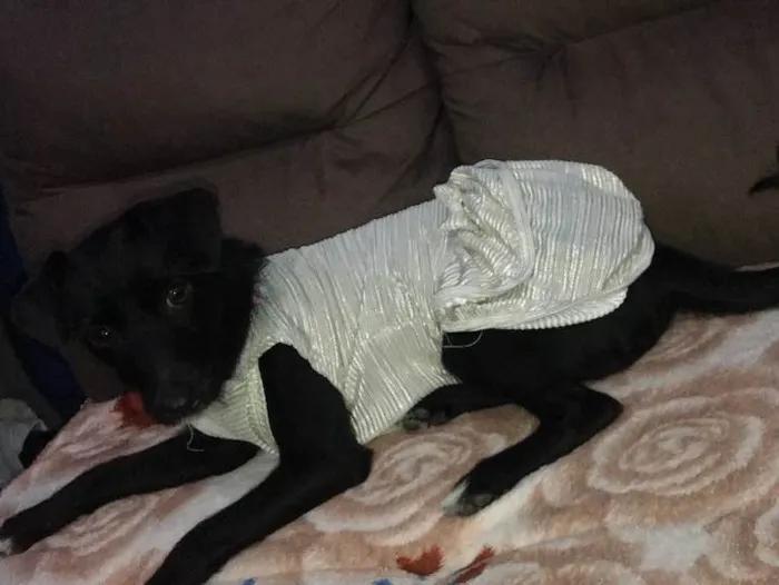 Cachorro ra a srd idade 7 a 11 meses nome Sofhia
