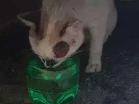 Gato ra a Indefinida idade 3 anos nome Gasparzinho