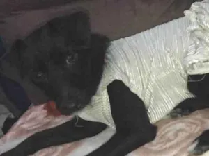 Cachorro raça srd idade 7 a 11 meses nome Sofhia