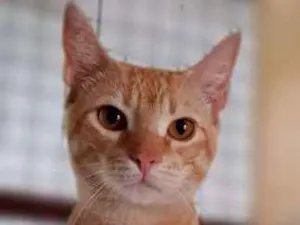 Gato raça SRD idade 7 a 11 meses nome TIGRO