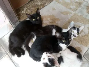 Gato raça Sem raça idade 2 a 6 meses nome Sem nome