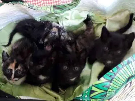 Gato ra a FILHOTES idade Abaixo de 2 meses nome SEM NOME