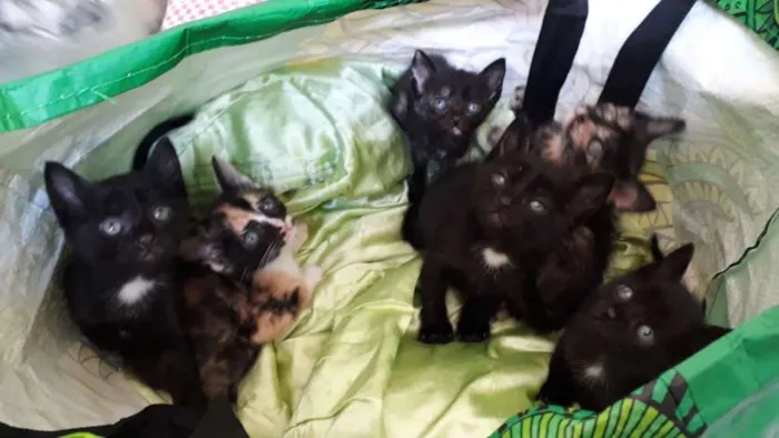Gato ra a FILHOTES idade Abaixo de 2 meses nome SEM NOME