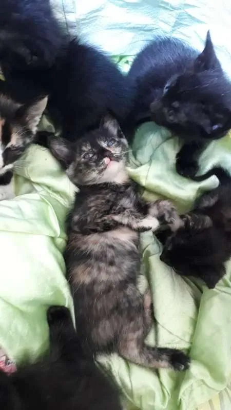 Gato ra a FILHOTES idade Abaixo de 2 meses nome SEM NOME