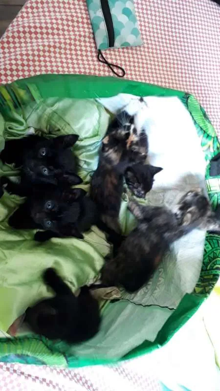 Gato ra a FILHOTES idade Abaixo de 2 meses nome SEM NOME