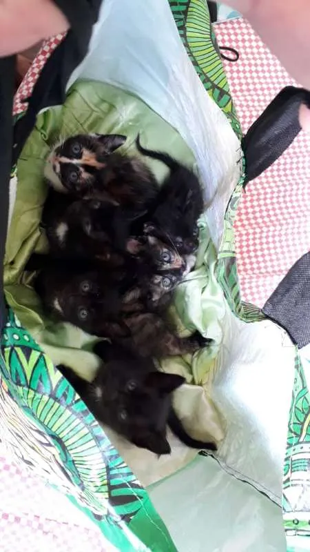 Gato ra a FILHOTES idade Abaixo de 2 meses nome SEM NOME