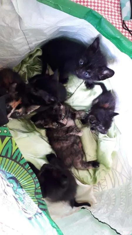 Gato ra a FILHOTES idade Abaixo de 2 meses nome SEM NOME