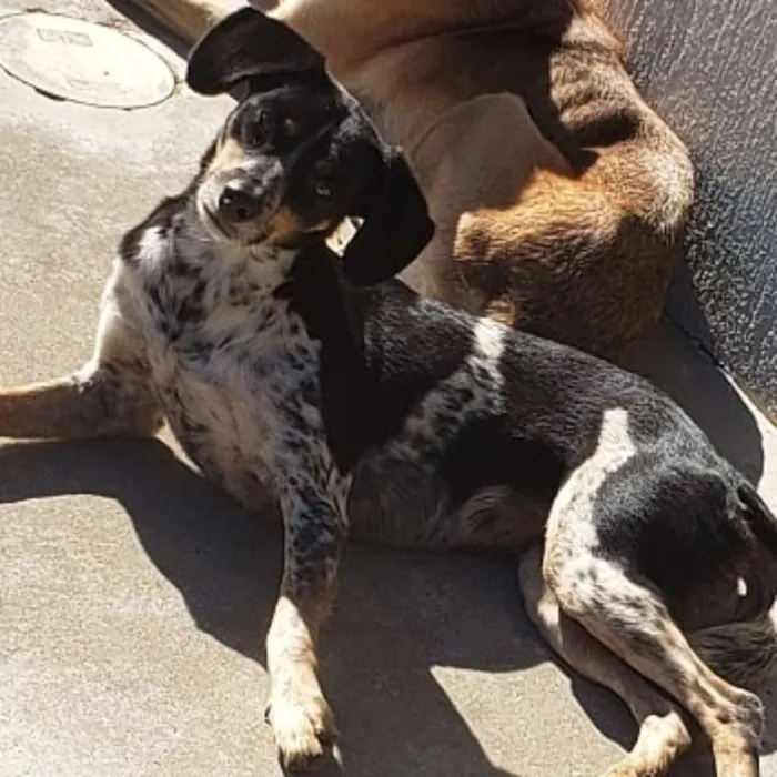 Cachorro raça Fox paulistinha  idade 1 ano nome Pinta