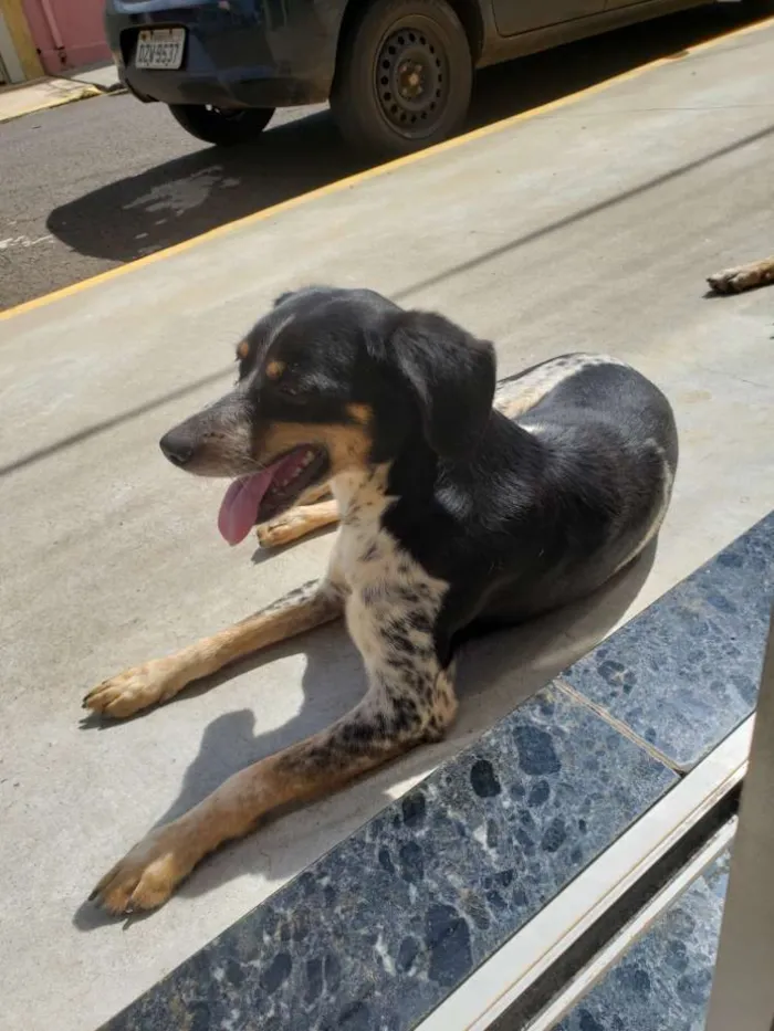 Cachorro raça Fox paulistinha  idade 1 ano nome Pinta