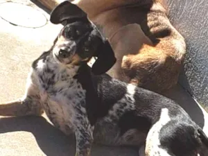 Cachorro raça Fox paulistinha  idade 1 ano nome Pinta