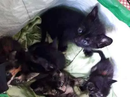 Gato ra a FILHOTES idade Abaixo de 2 meses nome SEM NOME