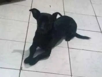 Cachorro ra a Vira lata idade 7 a 11 meses nome José Marola