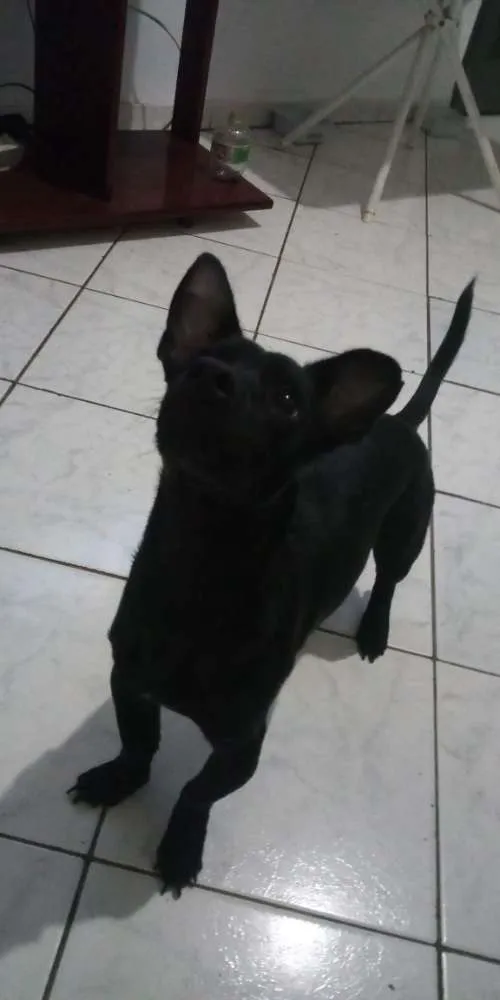 Cachorro ra a Vira lata idade 7 a 11 meses nome José Marola