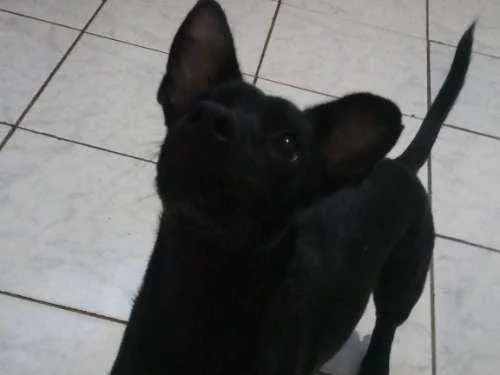 Cachorro ra a Vira lata idade 7 a 11 meses nome José Marola