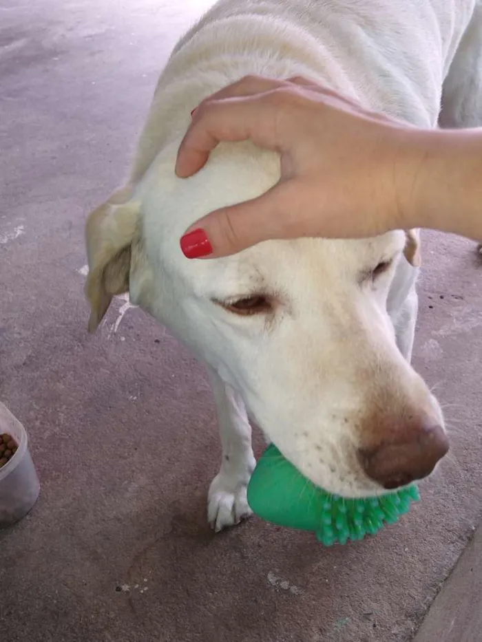 Cachorro raça Labrador idade 5 anos nome Marley