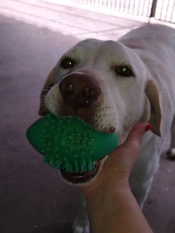 Cachorro raça Labrador idade 5 anos nome Marley