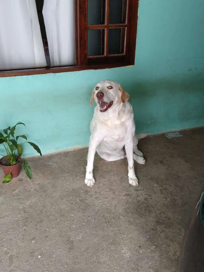Cachorro raça Labrador idade 5 anos nome Marley