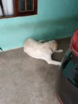 Marley
