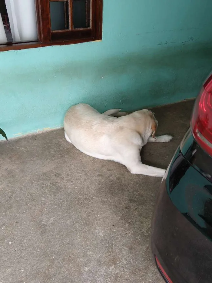 Cachorro raça Labrador idade 5 anos nome Marley