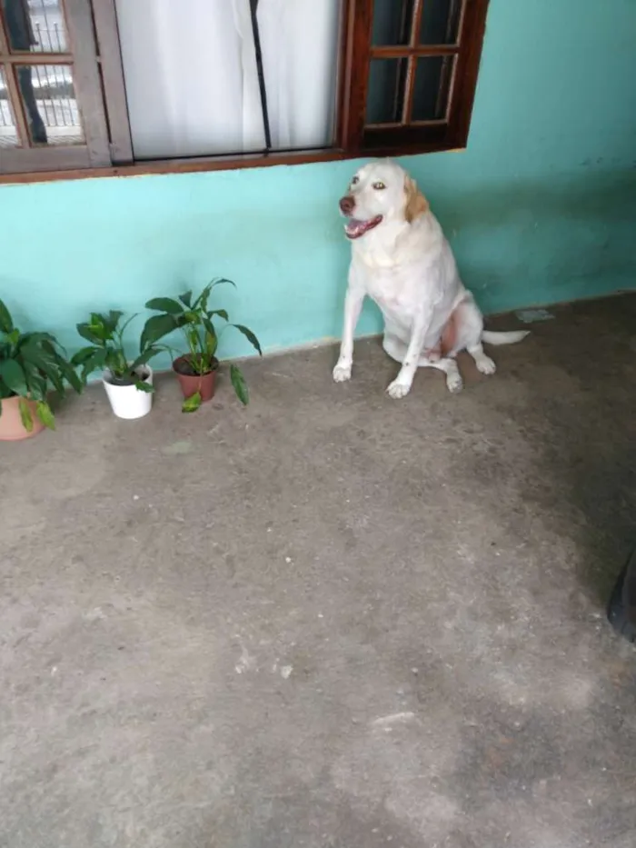 Cachorro raça Labrador idade 5 anos nome Marley