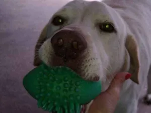 Cachorro raça Labrador idade 5 anos nome Marley
