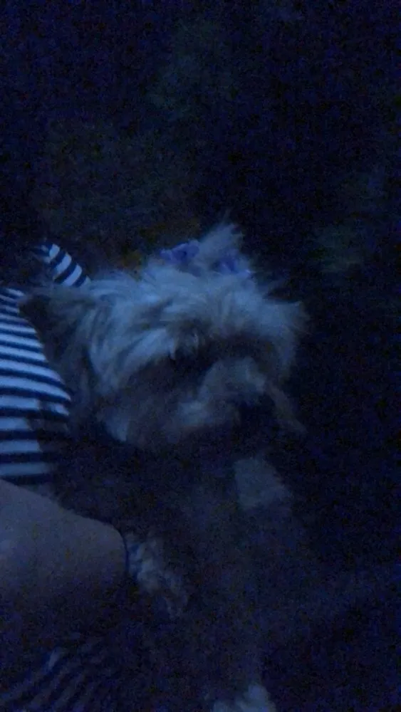 Cachorro ra a Yorkshire idade 6 ou mais anos nome Yasmin 
