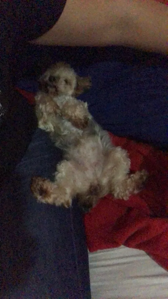 Cachorro ra a Yorkshire idade 6 ou mais anos nome Yasmin 