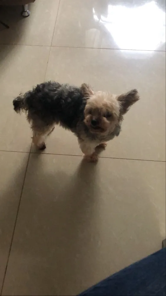Cachorro ra a Yorkshire idade 6 ou mais anos nome Yasmin 