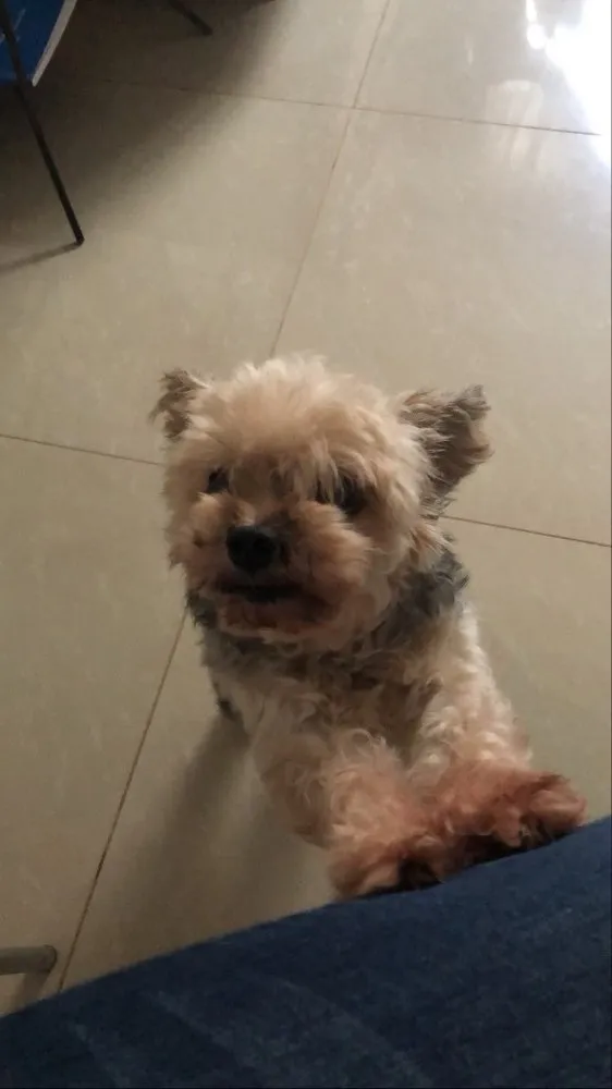 Cachorro ra a Yorkshire idade 6 ou mais anos nome Yasmin 