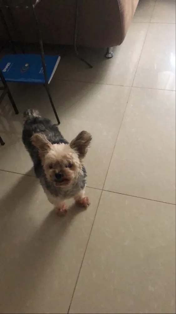 Cachorro ra a Yorkshire idade 6 ou mais anos nome Yasmin 