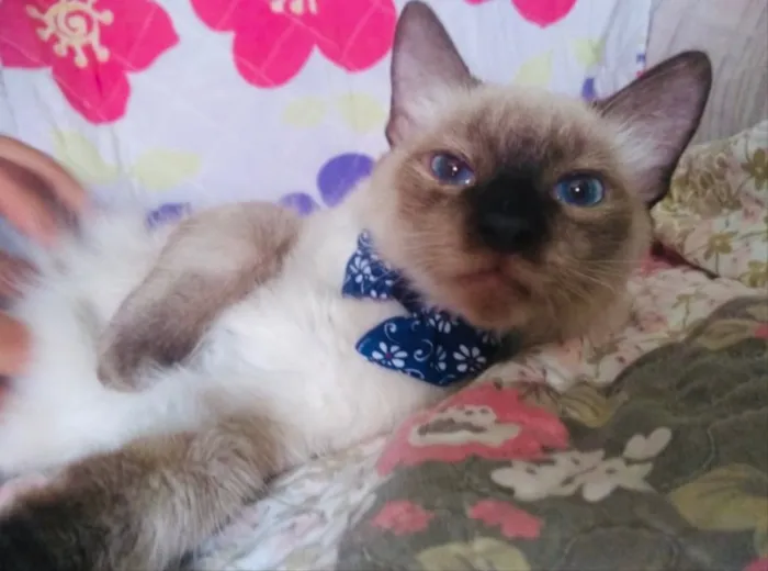 Gato ra a SRD idade 2 a 6 meses nome Benicio 
