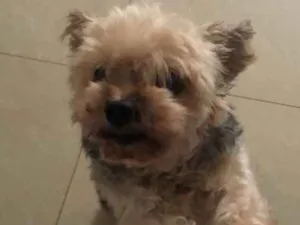 Cachorro raça Yorkshire idade 6 ou mais anos nome Yasmin 