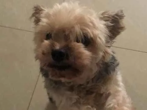 Cachorro ra a Yorkshire idade 6 ou mais anos nome Yasmin 