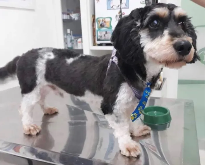Cachorro ra a Mestiço  idade 1 ano nome Fred 