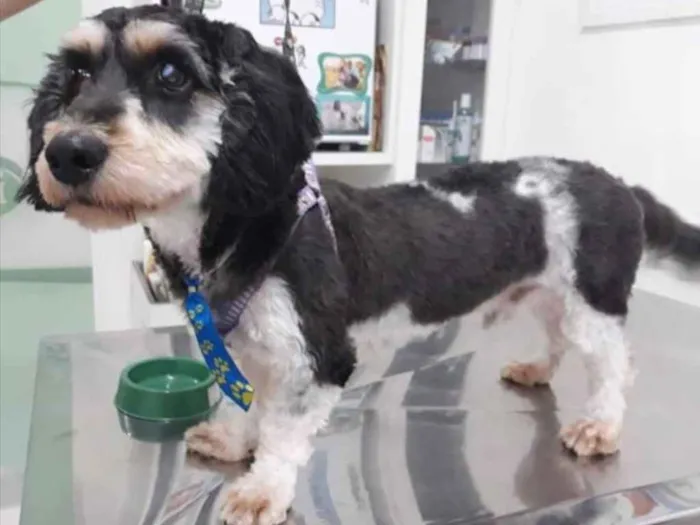 Cachorro ra a Mestiço  idade 1 ano nome Fred 