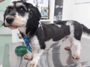 Cachorro raça Mestiço  idade 1 ano nome Fred 