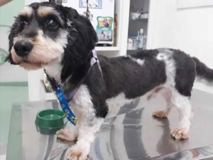 Cachorro ra a Mestiço  idade 1 ano nome Fred 