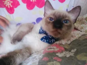 Gato raça SRD idade 2 a 6 meses nome Benicio 