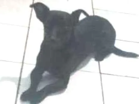 Cachorro ra a Vira lata idade 7 a 11 meses nome José Marola