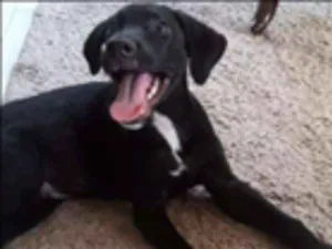 Cachorro raça srd idade 2 a 6 meses nome Gabigol e snoopy