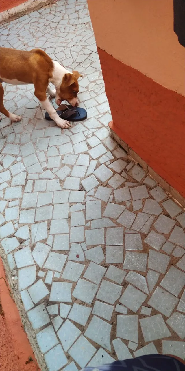Cachorro ra a Pitbull idade  nome Luky