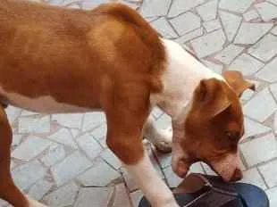 Cachorro ra a Pitbull idade  nome Luky